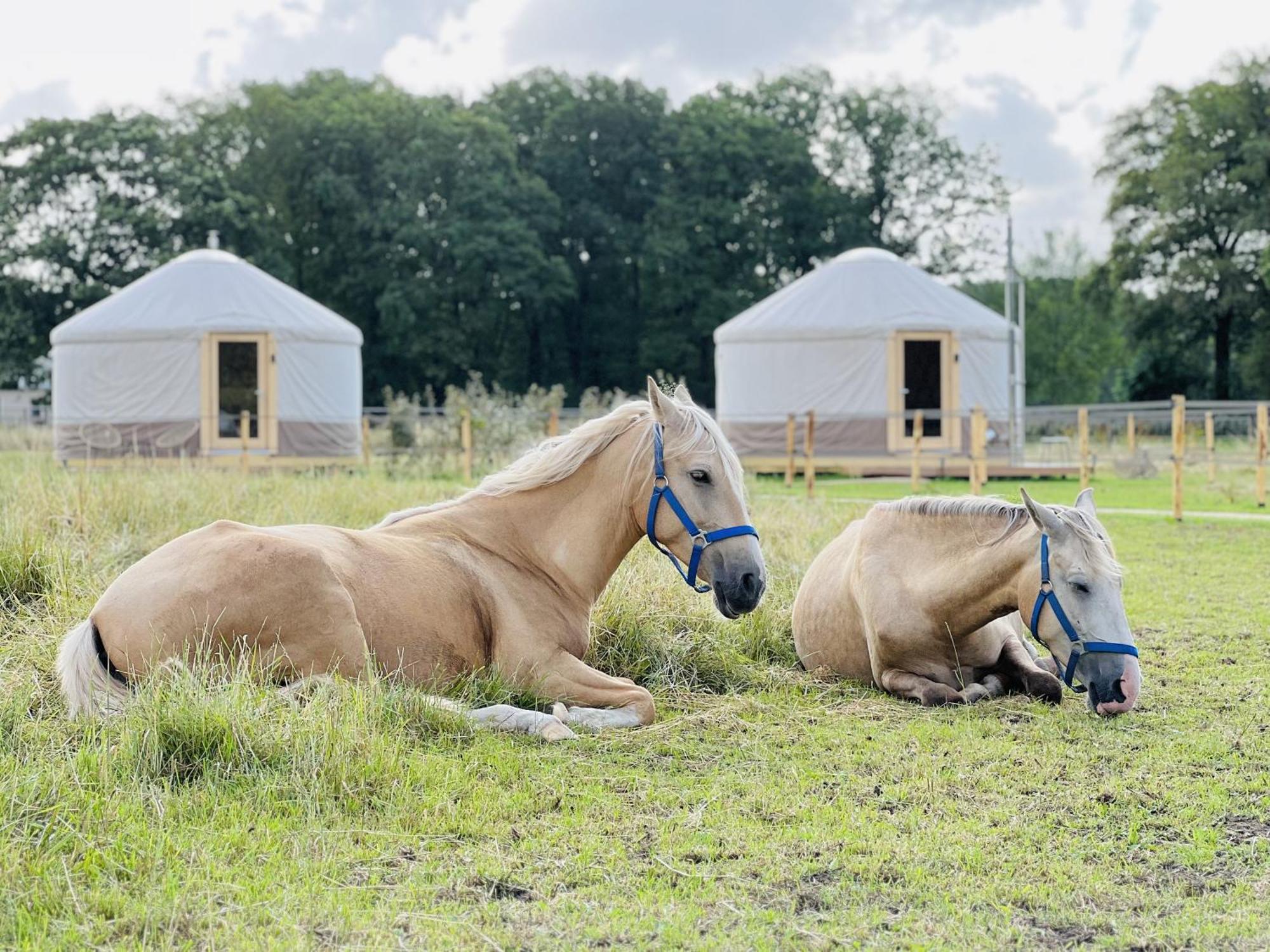 Magnolia Hoeve - Unieke Bestemming Voor Paardenliefhebbers En Bijzondere Overnachtingen In De Natuur Ledeacker Exteriér fotografie