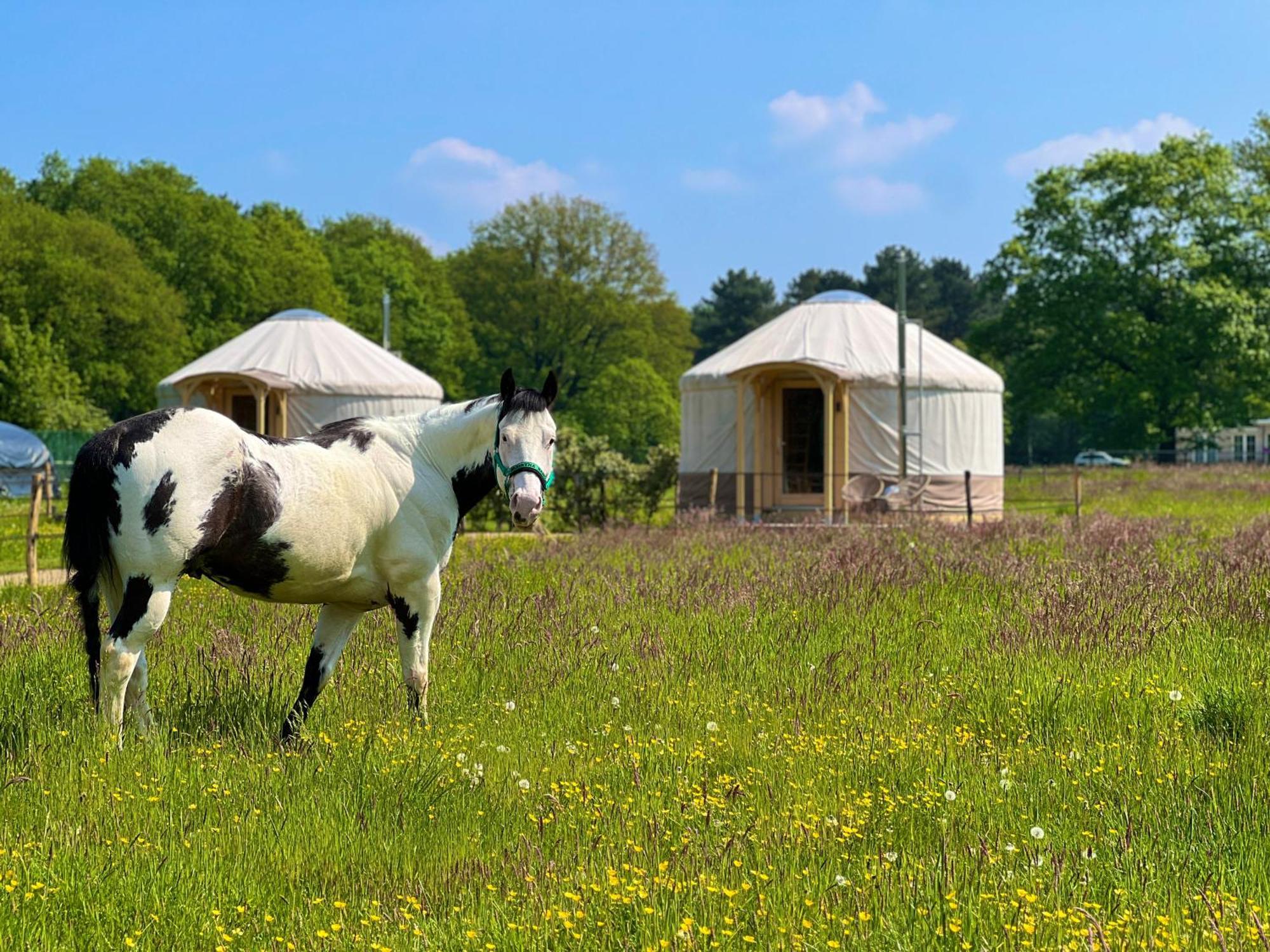 Magnolia Hoeve - Unieke Bestemming Voor Paardenliefhebbers En Bijzondere Overnachtingen In De Natuur Ledeacker Exteriér fotografie